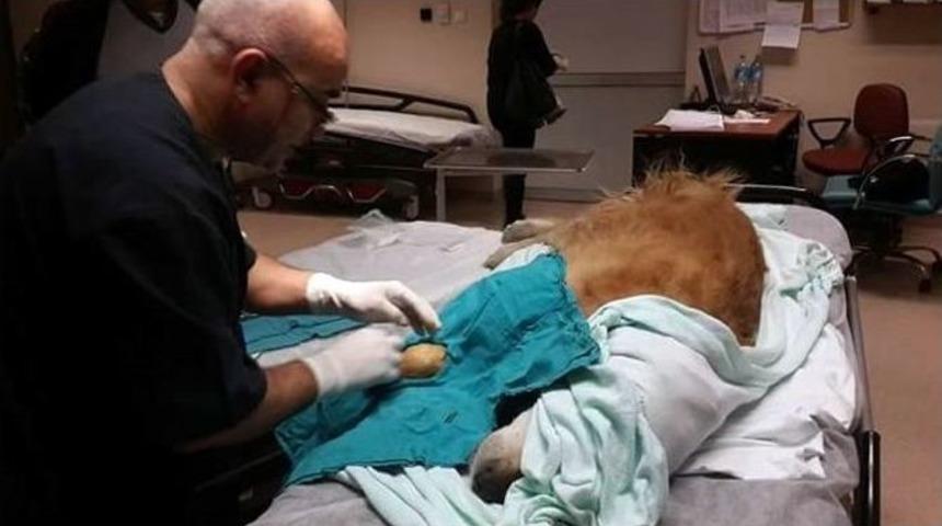 Devlet Hastanesinde K&ouml;peği Ameliyat Etti