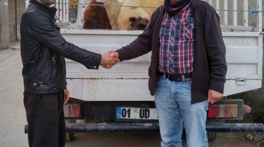 Muhtarın Oğlu Koyun Hırsızlığından Tutuklandı