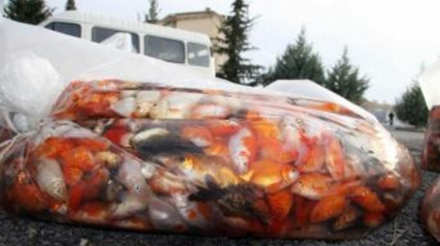 Sınırda Akvaryum S&uuml;s Balığı Ele Ge&ccedil;irildi