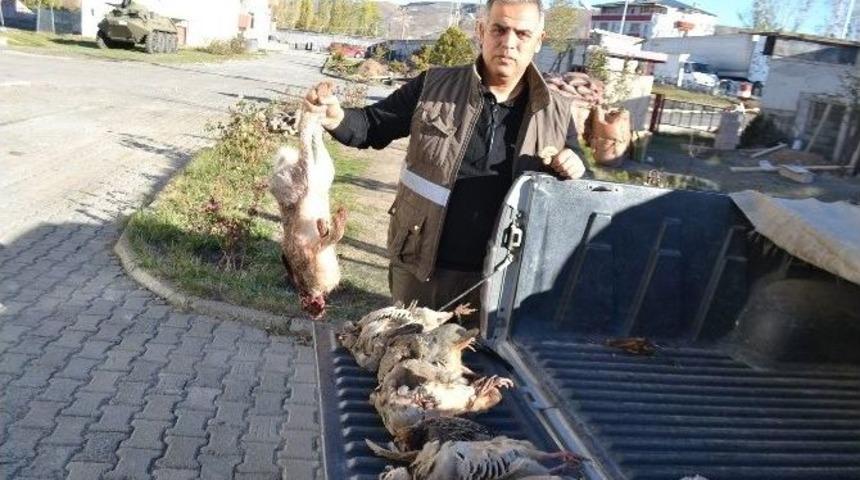 Ka&ccedil;ak Keklik Avcılarına Ceza