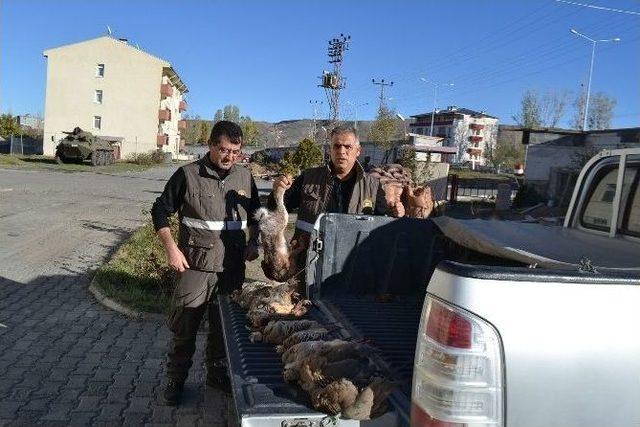 Kaçak Keklik Avcılarına Ceza