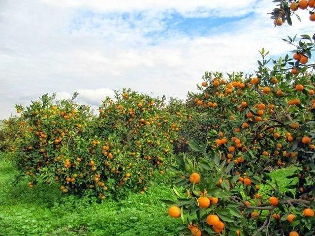 Selçuk Belediyesi’nden Üreticilere Müjde