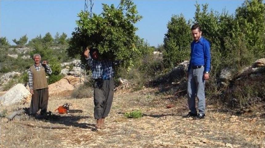 (&ouml;zel Haber) Mersin&rsquo;den Amerika Ve &Ccedil;in&rsquo;e &rsquo;yeşil Altın&rsquo; İhracatı