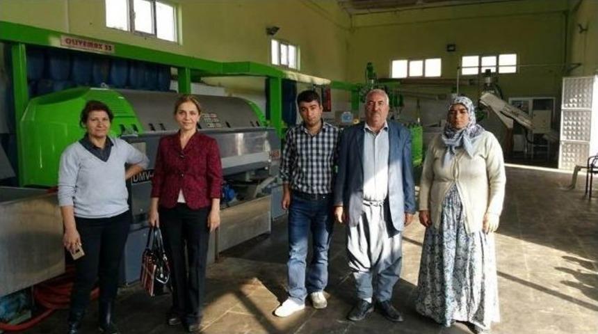 Zeytin Hasadı S&uuml;r&uuml;yor