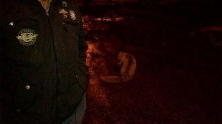 Tilkiyi Elleriyle Besliyorlar