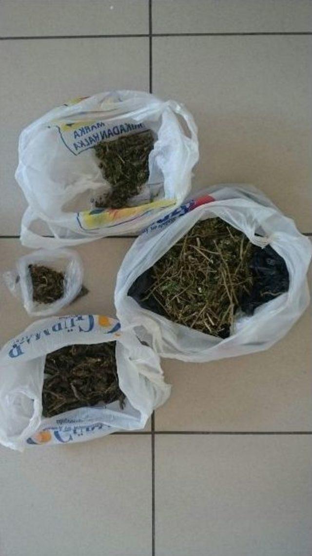 Beş Gram Bonzai İle Uyuşturucu &Ccedil;etesi &Ccedil;&ouml;kertildi 1