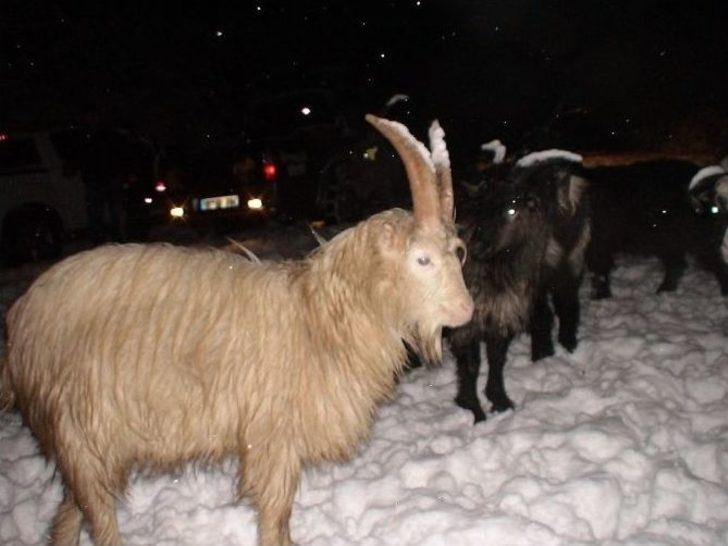 Artvin’de Kar Nedeniyle Yaylada Mahsur Kalan Çobanlar Ve Sürüleri Kurtarıldı
