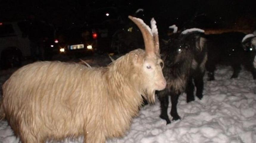 Artvin&rsquo;de Kar Nedeniyle Yaylada Mahsur Kalan &Ccedil;obanlar Ve S&uuml;r&uuml;leri Kurtarıldı