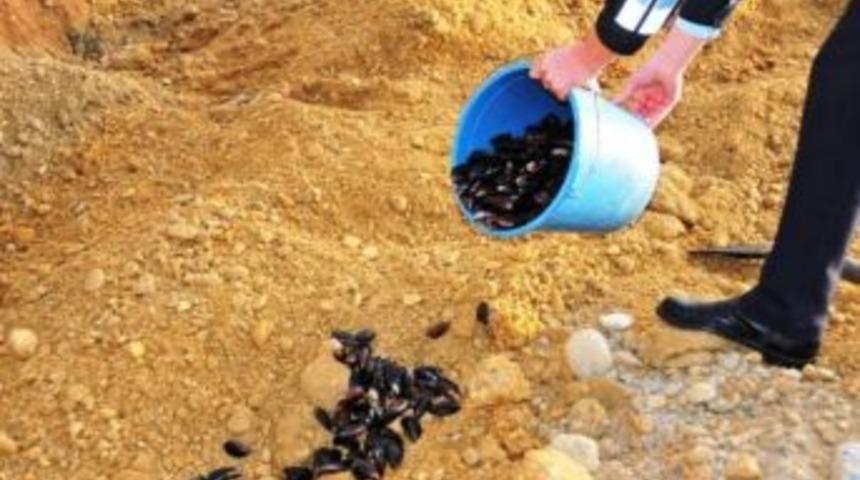 Sağlıksız Koşullarda Üretilip Satışa Sunulan 50 Kilo Midye İmha Edildi