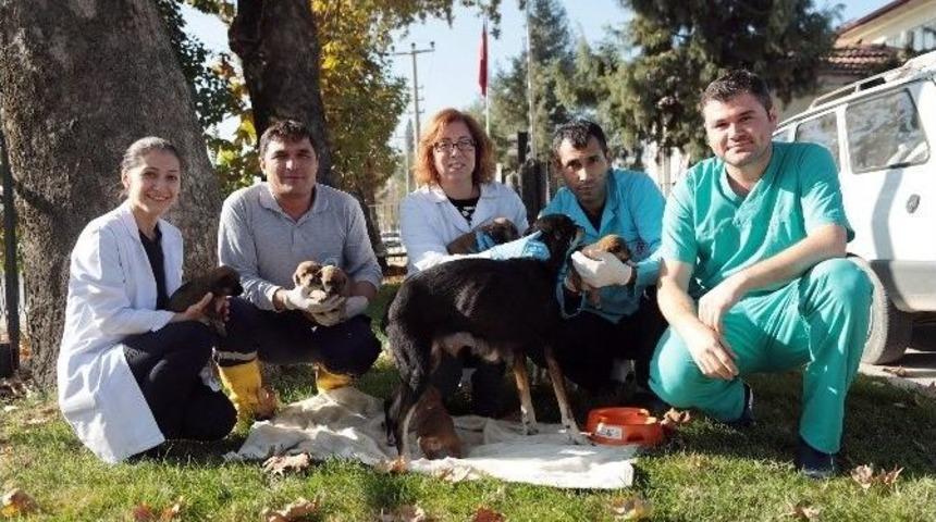 &Ouml;lmek &Uuml;zereyken Bulunan Sokak K&ouml;peği 2 Saatlik Operasyonla Hayata D&ouml;nd&uuml;r&uuml;ld&uuml;