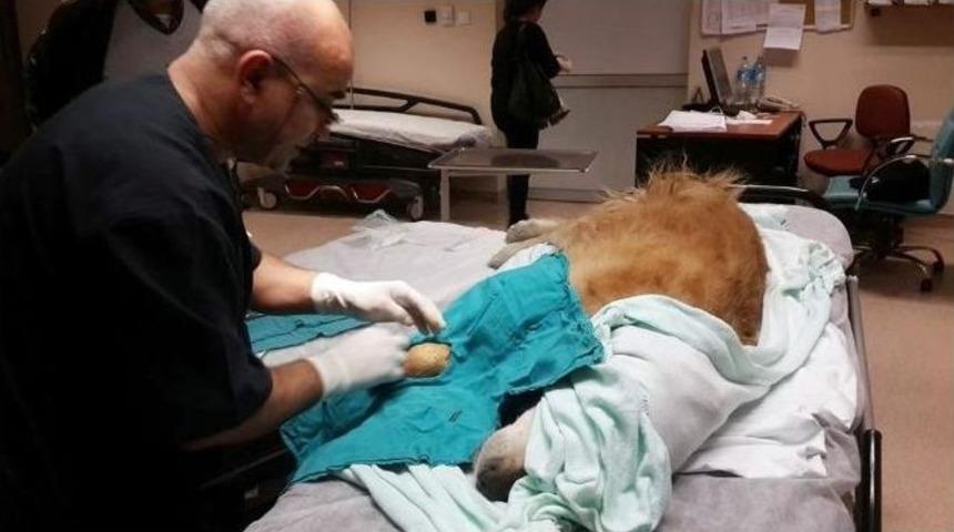 K&ouml;peğe &Ouml;tenazi Uygulayan Doktor Hakkında Su&ccedil; Duyurusu
