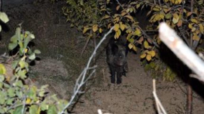 Karatay&rsquo;a Yaban Domuzu İndi