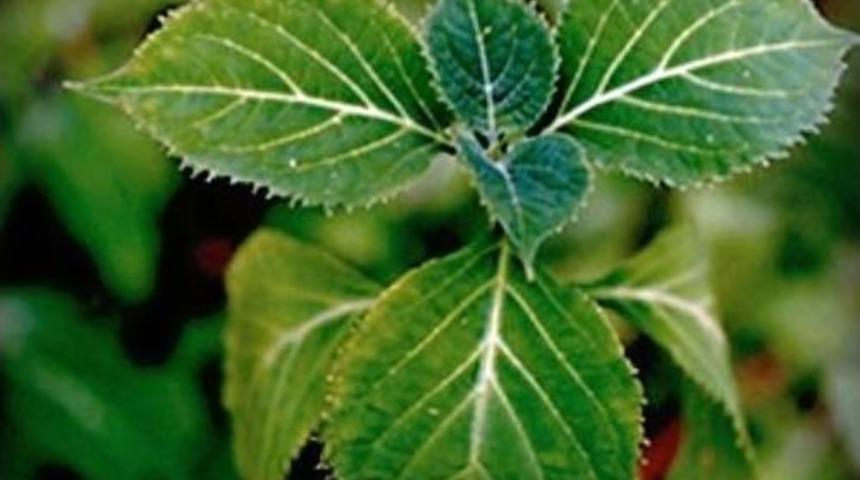 Yeni Uyuşturucu &lsquo;salvia Divinirum&rsquo; Bitkisine Dikkat