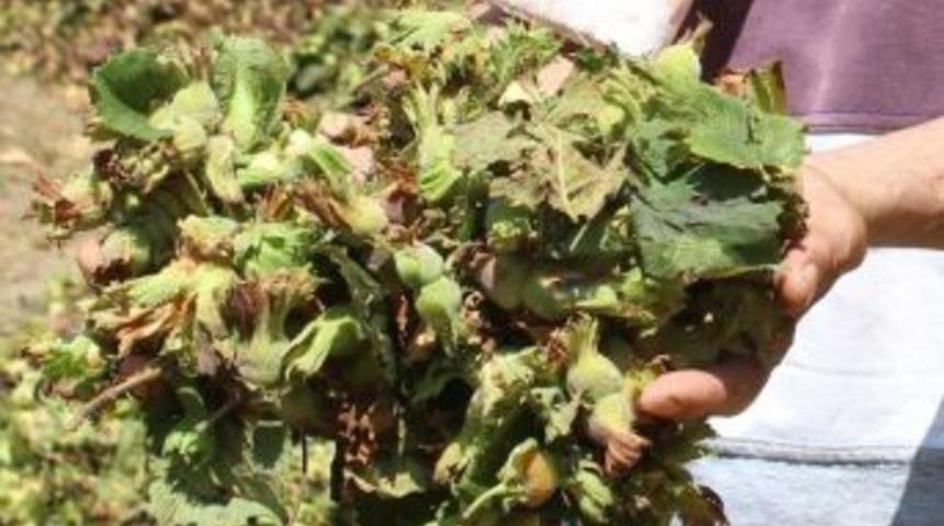 Ordu&rsquo;ya 1.5 Milyar Lira Fındık Desteği