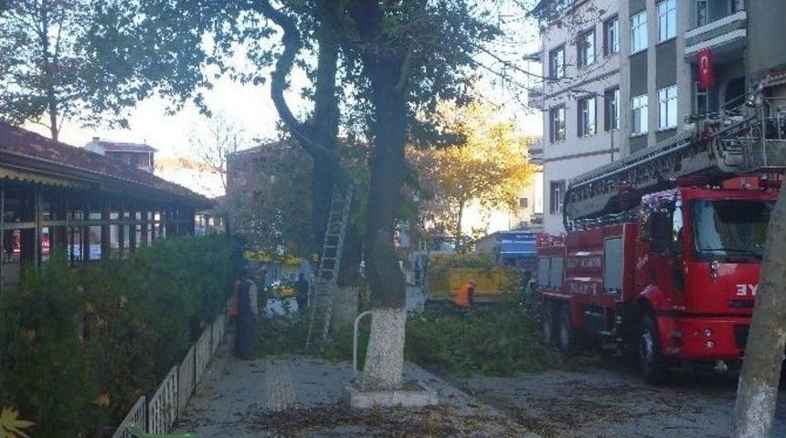 Bilecik&rsquo;te Ağa&ccedil; Budama &Ccedil;alışmaları