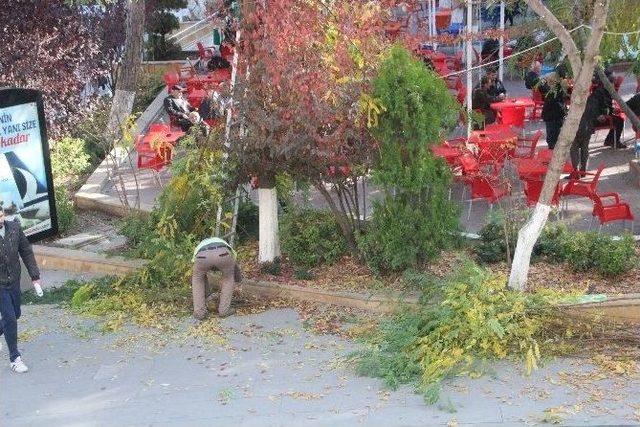 Bilecik’te Ağaç Budama Çalışmaları