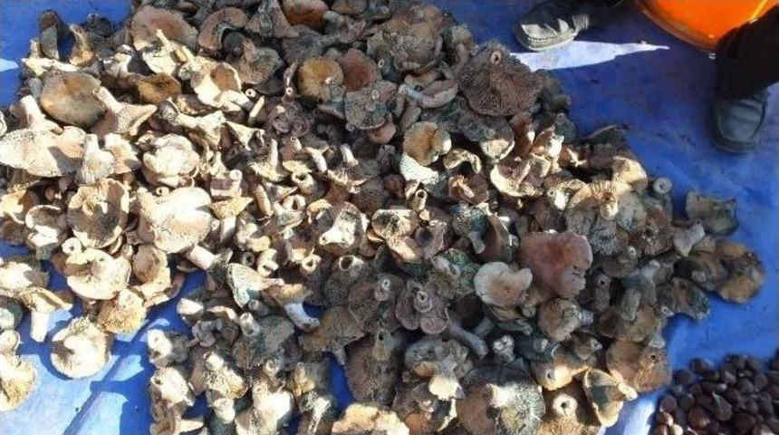 Burhaniye&rsquo;de Melki Mantarı Ge&ccedil;im Kaynağı Oldu