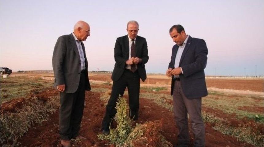 Şanlıurfa&rsquo;da Antep Fıstığından Sonra Yer Fıstığı Ekilmeye Başlandı