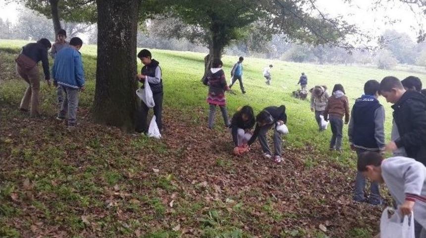Kartepeli &Ouml;ğrenciler Meşe Palamudu Topladı