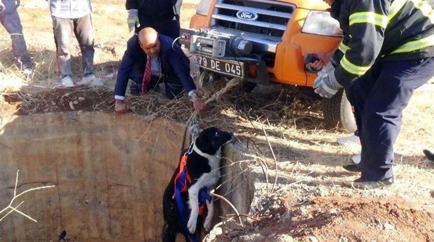 Kuyuya D&uuml;şen K&ouml;pek Operasyonla Kurtarıldı