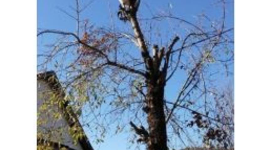 Ağa&ccedil;ta Mahsur Kalan Kediyi İtfaiye Kurtardı