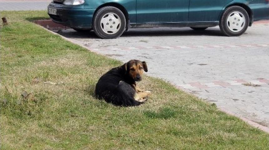 Sokak K&ouml;pekleri Vatandaşları Tedirgin Ediyor