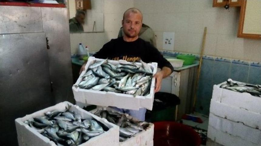 Tezgahlarda &Ccedil;inekop Bereketi