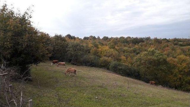 Samsun Zootekni Derneği’nden 