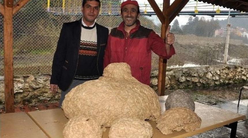 Sarıca Arılarının Yaptığı Kovanlar, G&ouml;renleri Şaşırttı