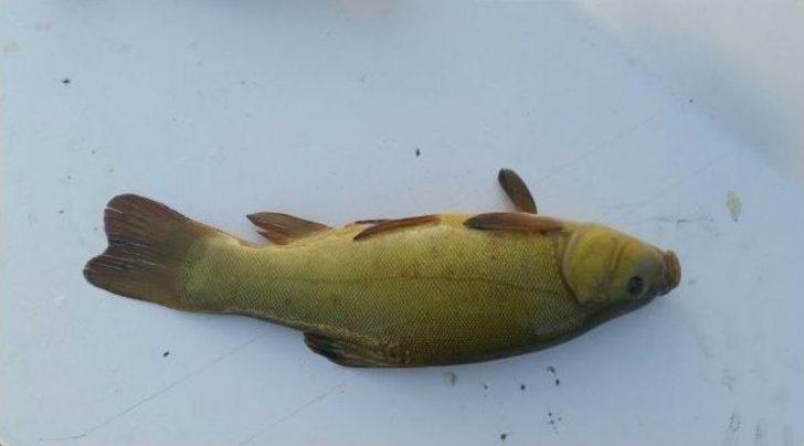 Göldeki Yavru Balıkları Da Avlamışlar G2