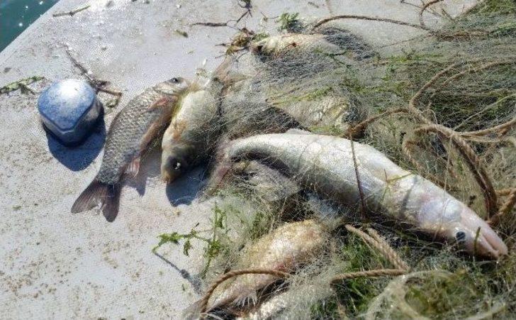 Göldeki Yavru Balıkları Da Avlamışlar G4