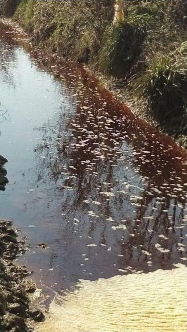 Sakarya’da Dere Kızıla Büründü