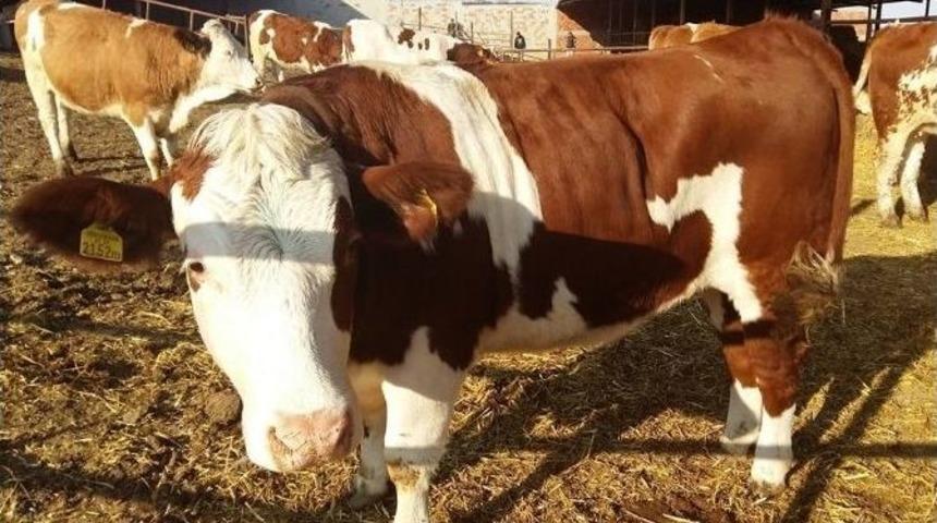 Avusturya&rsquo;dan Gelen İnekler Malkara&rsquo;da İncelendi