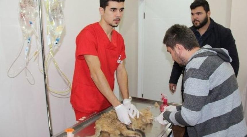 &Ccedil;&ouml;pe Atılan Kediyi Hayvanseverler Kurtardı