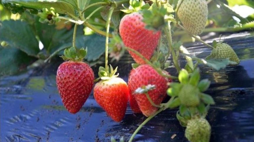 Doğanyol &Ccedil;ilek İle G&uuml;lecek