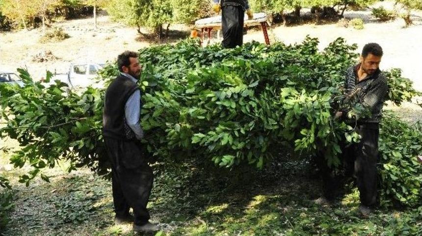 Ormandaki Gizli Define: "defne"