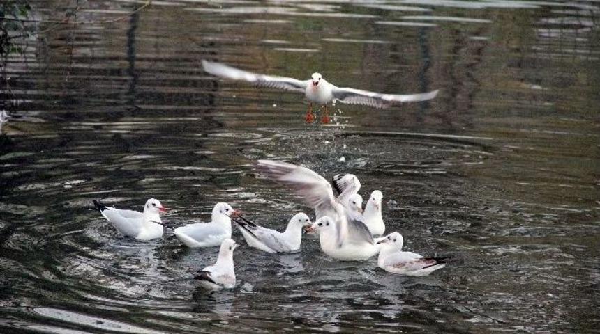 Hasbah&ccedil;e Kuş Cennetine D&ouml;nd&uuml;