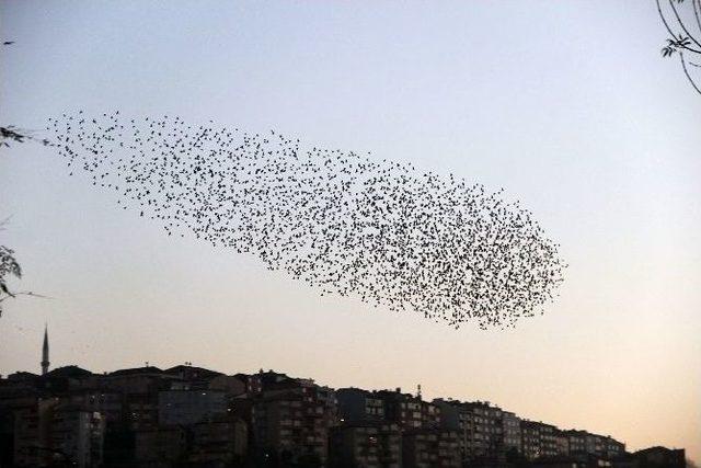 Hasbahçe Kuş Cennetine Döndü