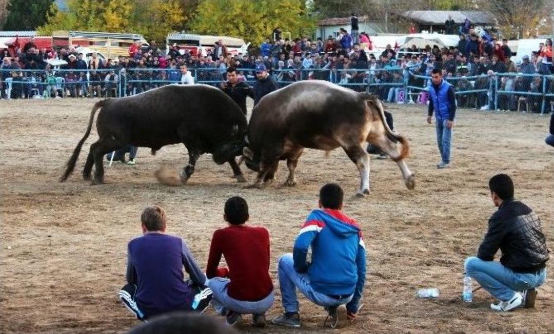 Boğalardan Muhteşem Final
