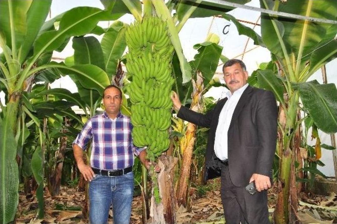 Antalya Muz Rekoltesinde Rekora Gidiyor