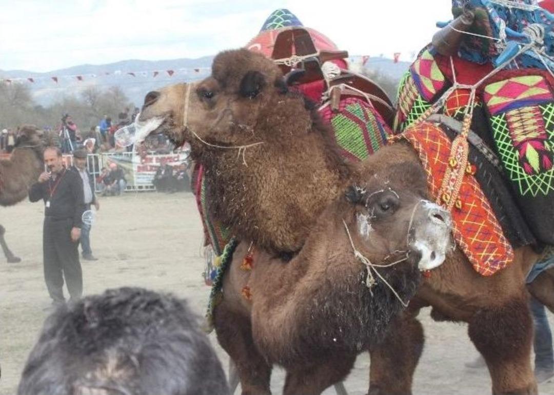 Develer Arenaya İndi, Ortalık Toz Duman Oldu