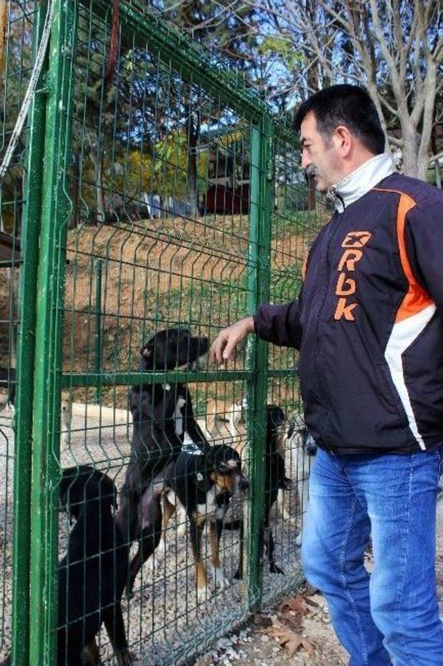 Dizilerin Karakter Oyuncusu İydigül’den Terk Edilen Köpekler Tepkisi