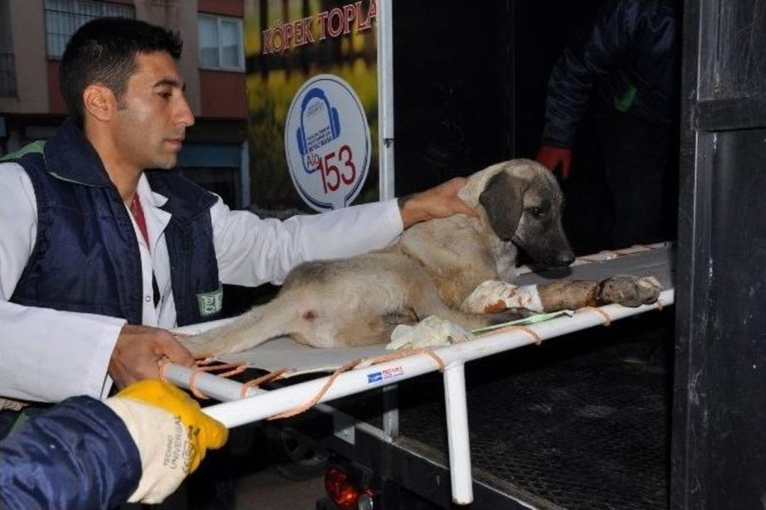Ayağından Yaralanan K&ouml;peğin Yardımına Hayvan Ambulansı Yetişti