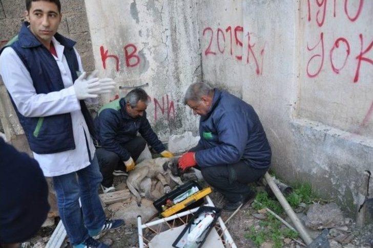 Ayağından Yaralanan Köpeğin Yardımına Hayvan Ambulansı Yetişti G2