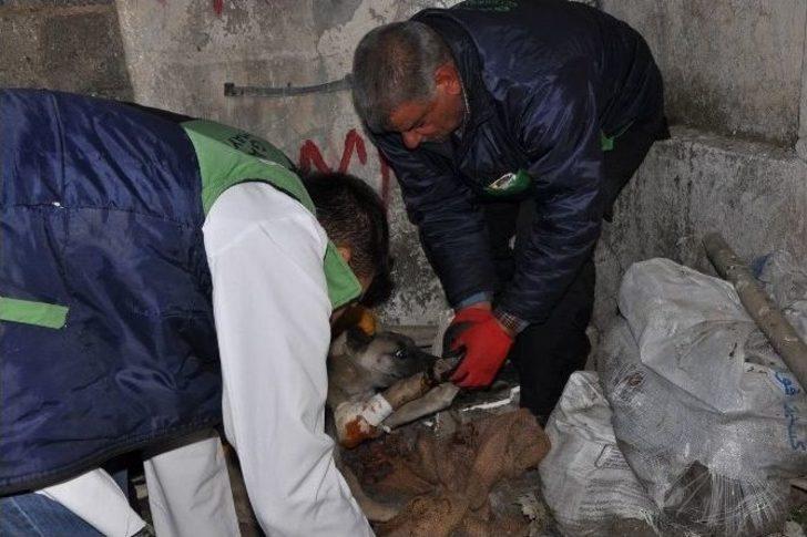Ayağından Yaralanan Köpeğin Yardımına Hayvan Ambulansı Yetişti G3