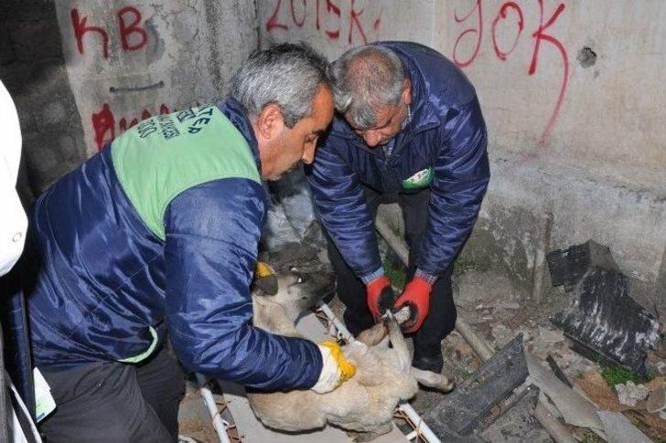 Ayağından Yaralanan Köpeğin Yardımına Hayvan Ambulansı Yetişti G4