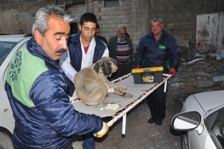 Ayağından Yaralanan Köpeğin Yardımına Hayvan Ambulansı Yetişti G5