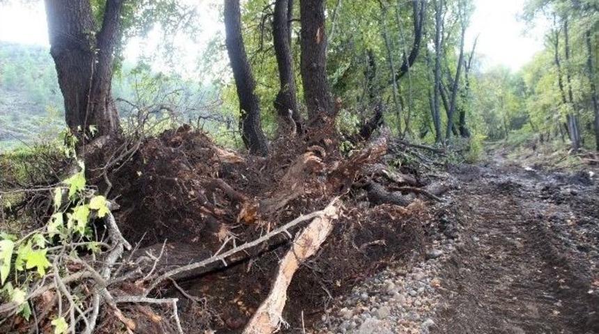 Y&uuml;zlerce Sığla Ağacı Dere Yatağı İ&ccedil;in Kesildi