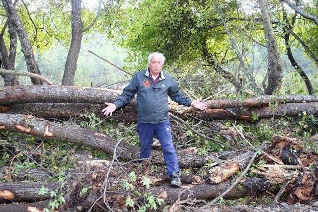 Yüzlerce Sığla Ağacı Dere Yatağı İçin Kesildi