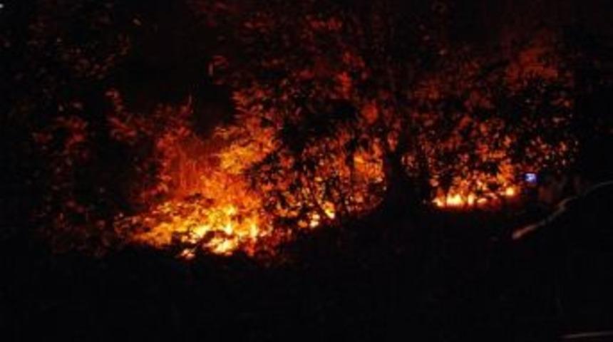 Rize’de Orman Yangını